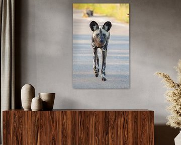 Wild dog by Marijke Arends-Meiring