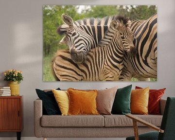 Zebra moederliefde van Marijke Arends-Meiring