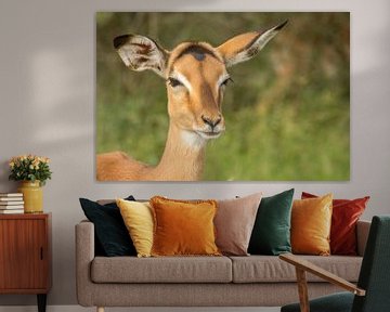 Impala daydreaming, Kruger national park, south africa by Marijke Arends-Meiring