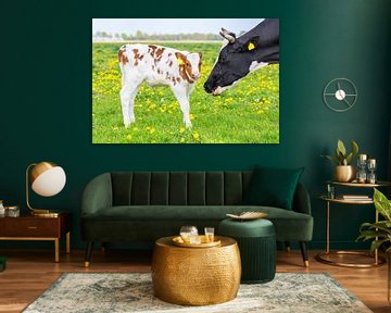 Kop van koe bij pasgeboren kalf in Nederlandse weide