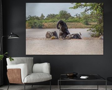 Olifanten zwemmen in het Sable dam, krugerpark, zuid afrika van Marijke Arends-Meiring