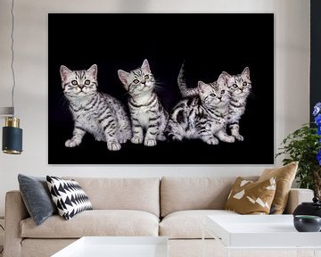Nest jonge zwart zilver tabby katten geïsoleerd op zwarte achtergrond van Ben Schonewille