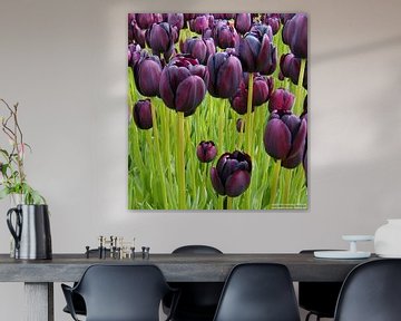 Zwarte Tulp van Hanney Bruijn Fotografie