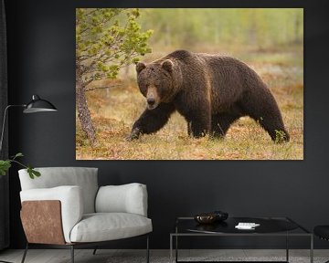 Brown bear of Finland by Ron van Elst