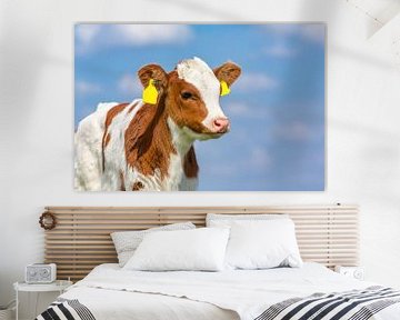 Portrait head of newborn red and white calf with sky in background