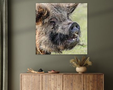 Das lächelnde Schwein von Fotografie Jeronimo