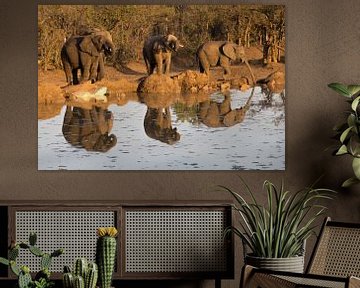 Des éléphants qui boivent, au parc Kruger en Afrique du Sud sur Marijke Arends-Meiring