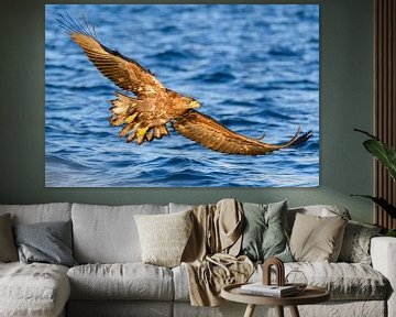 White-tailed eagle or sea eagle hunting in a Fjord in Northern Norway. by Sjoerd van der Wal Photography