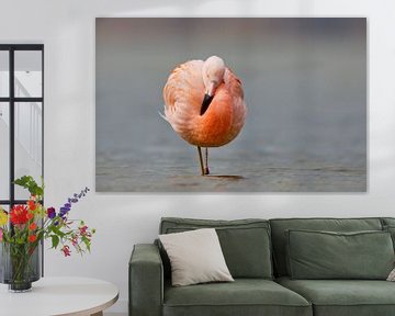 Flamingo in Nederlands water