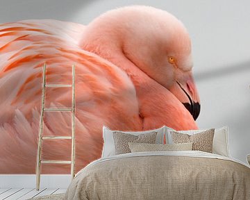 Flamingo portret by Menno Schaefer