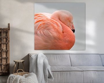 Flamingo portret van Menno Schaefer