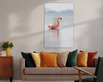 Flamingo in Nederlands water sur Menno Schaefer
