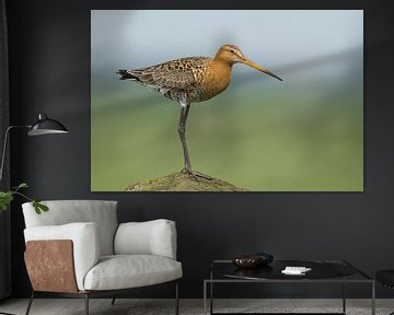 Black-tailed godwit on a pole