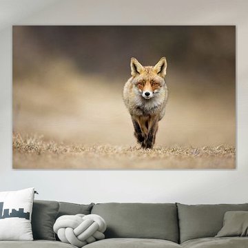 Vos van Menno Schaefer