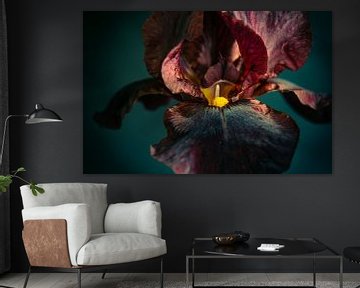Zwarte iris, black iris van Annemarie Ostendorf