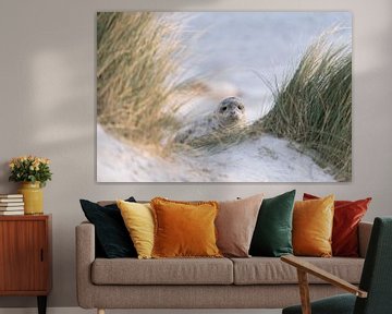 seal pup hide-and-seek von Chris van Riel