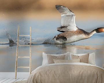 Fuut rennend over het water van Menno Schaefer