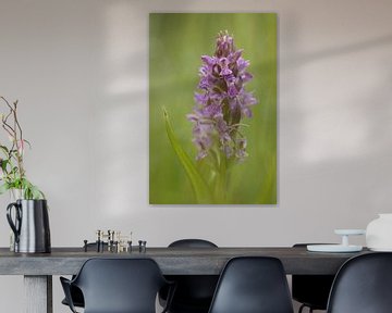 Orchid sur Geert Brosens