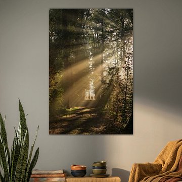 Salutation au soleil ! Les rayons du soleil brillent dans la forêt d'Amelisweerd ! sur Arthur Puls Photography