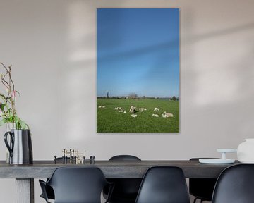 Schapen en lammetjes by Moetwil en van Dijk - Fotografie