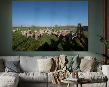 Lammetjes en schapen von Moetwil en van Dijk - Fotografie