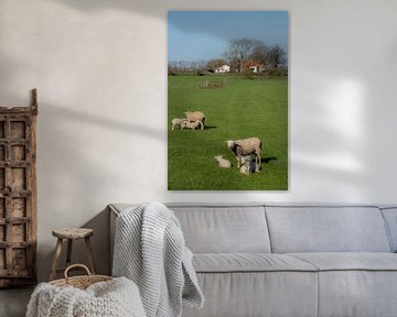 Lammetjes drinken sur Moetwil en van Dijk - Fotografie