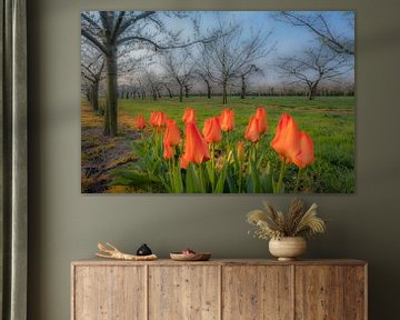 Lente: bloeiende tulpen in fruitboomgaard