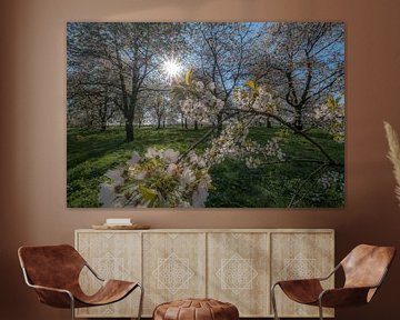 Bloesem in bloesembos by Moetwil en van Dijk - Fotografie