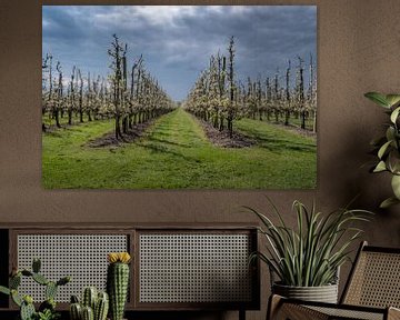 Fruitboomgaard met fraaie lucht sur Moetwil en van Dijk - Fotografie