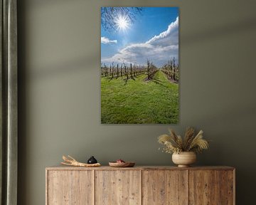 Zonnige fruitboomgaard in de Betuwe by Moetwil en van Dijk - Fotografie