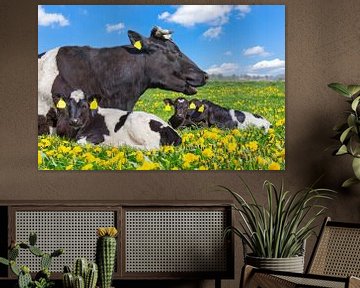 Kuh liegt mit neugeborene Kälbern in der niederländischen Weide mit gelbem Löwenzahn