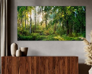 Sunrise in the forest by Günter Albers