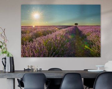 Lavender summer sun by Elles Rijsdijk