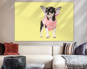 Chihuahua puppy by Elles Rijsdijk