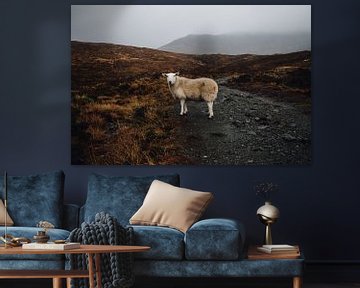 Schottland Schaf von Merijn Geurts
