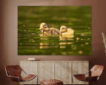 Young ducklings by Francis Dost