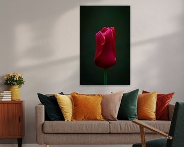 Beautiful red tulip on black background by Marja Spiering
