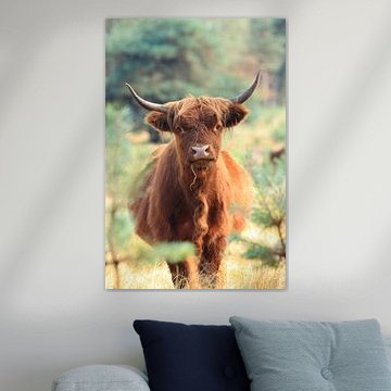 Curious scottish highlander cow portrait