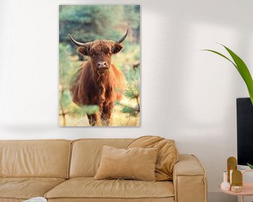 Curious scottish highlander cow portrait by Bobsphotography