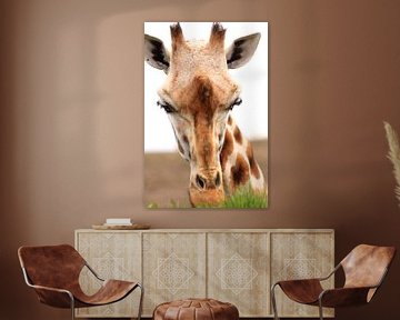 Gras etende giraf portret van Bobsphotography