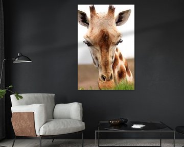 Grass-eating giraffe portrait