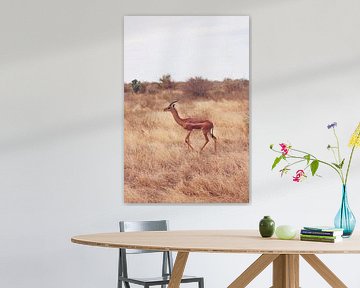 Een Giraf Gazelle loopt over de savanne van Cinthia Mulders