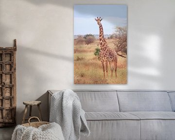 Giraf op de Afrikaanse Savanne van Cinthia Mulders