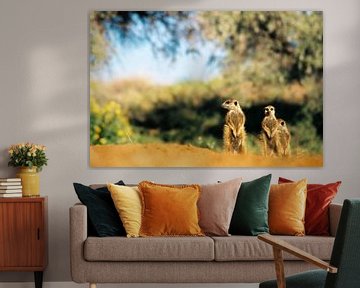Les suricates au soleil sur Bobsphotography