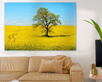 field of bright yellow rape