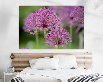 allium van Tania Perneel