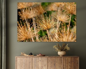 Allium