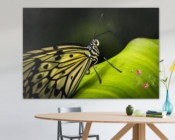 Papillon sur feuille sur René van der Horst