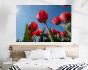 Tulpen 01 by Moetwil en van Dijk - Fotografie