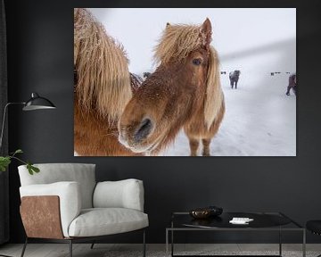 Icelandic horses by Wigger Tims